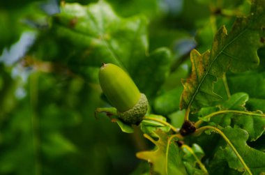 Meşede büyüyen meşe palamudu, parlak yaprak