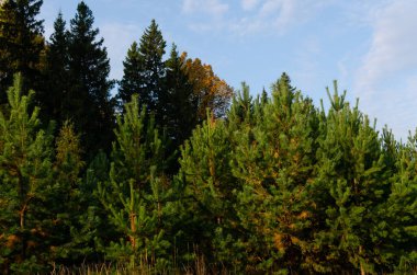 Eylül 'de ormanın kenarında, doğa.