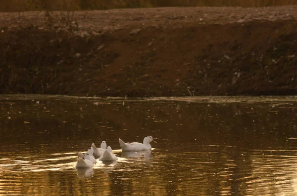 Ankor Som Flyter Dammen — Stockfoto