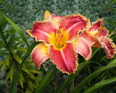 Kırmızı-Sarı Zambak çiçeği