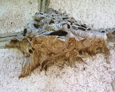 Ev duvar eşekarısı yuvası