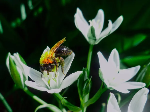 Beyaz çiçek üzerinde renkli böcek — Stok fotoğraf