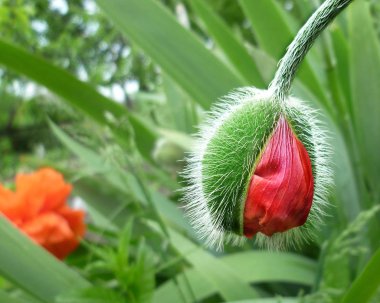 Parlak kırmızı haşhaş çiçek içinde gonca
