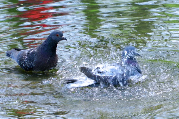 Pigeons wallow in the water — Stock Photo, Image