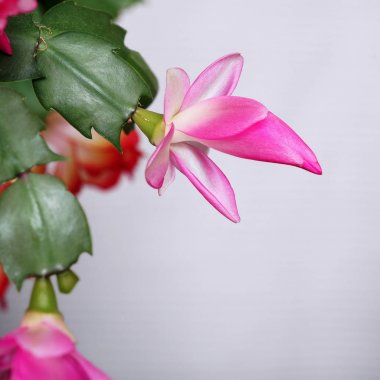 Pembe çiçek Schlumberger Mayıs ayında çiçek açtı.