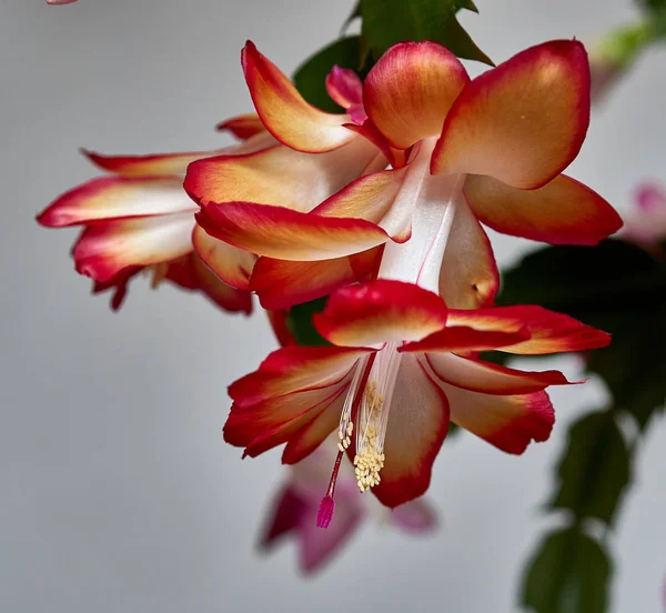 Rote Blume Schlumberger blühte im Mai. — Stockfoto