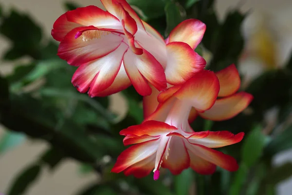 Rote Blume Schlumberger blühte im Mai. — Stockfoto