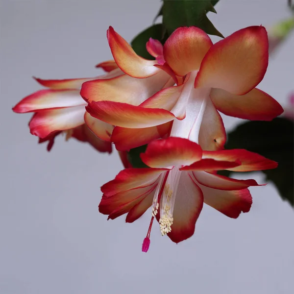 Red flower Schlumberger bloomed in May. — Stock Photo, Image