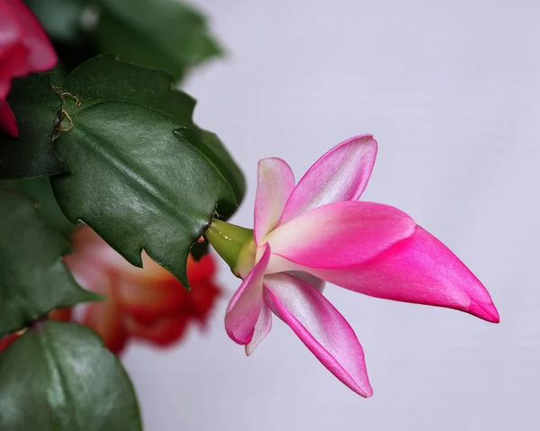Pink flower Schlumberger bloomed in May. — Stock Image Pink flower Schlumberger bloomed in May. Stock Picture