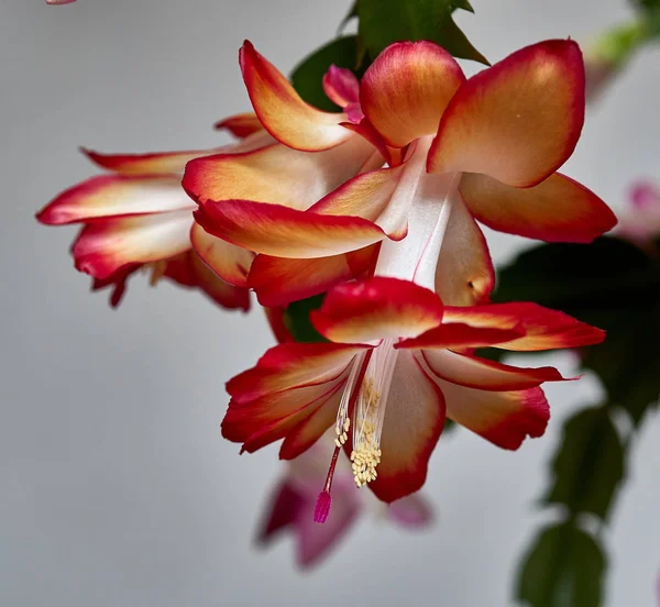Red flower Schlumberger bloomed in May. — Stock Image Red flower Schlumberger bloomed in May. Royalty Free Stock Photos