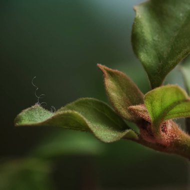 Yünlü yaprakları ile Houseplant.
