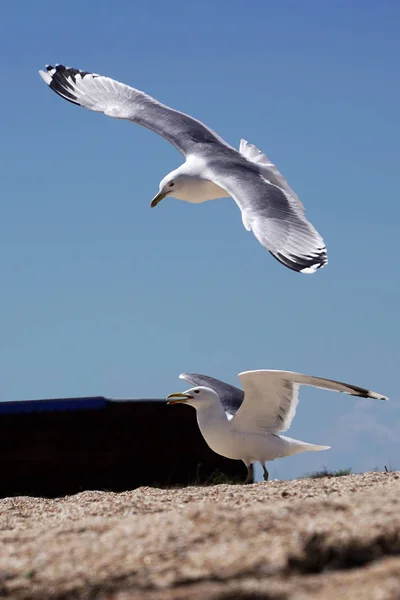 Seagulls are landing on the beach. — Stock Photo, Image