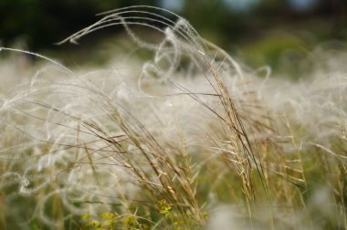 Tüy otu çoktan yayıldı..