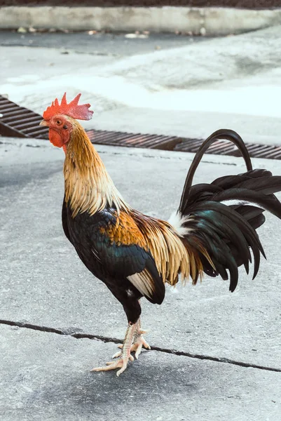 Rooster Standing Alone Concrete Floor — Stock Photo, Image