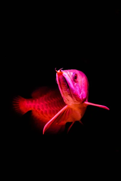 Złoty Czerwony Ogon Arowana Ryba Izolowane Pionowy Widok Czarnym Tle — Zdjęcie stockowe