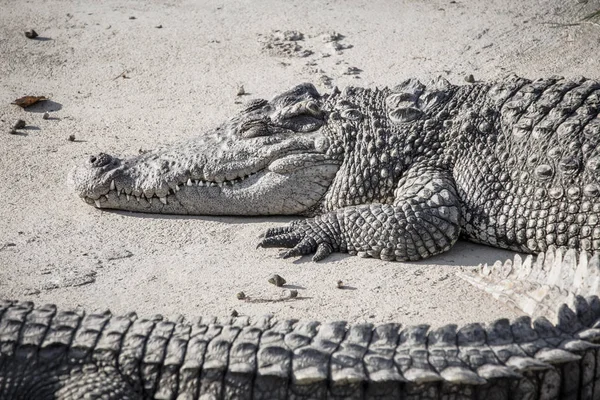 Large Crocodile Resting Bank Farm Scary Tone — Stock Photo, Image
