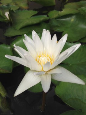 Yakın çekim beyaz lotus çiçek açan ve gölet olağanüstü, Yatay görünümü.