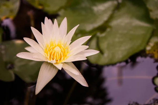 Close-up top view white lotus flower is blooming and outstanding in pond, top view horizontal.