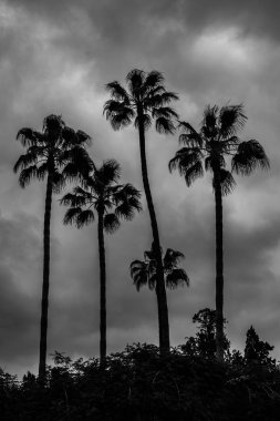 arka ışık ve palmiye ağaçlarının bulutlu bir gökyüzü üzerinde. siyah beyaz resim
