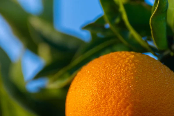 Orange garden. detail of orange on the tree. Spanish fruit