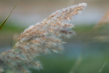 Albufera Doğal park, Valencia, İspanya, Avrupa reed tohumların yakın çekim