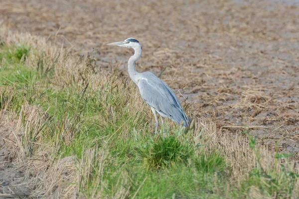 Garça Cinzenta Arrozal Parque Natural Albufera Valência Espanha Europa — Fotografia de Stock