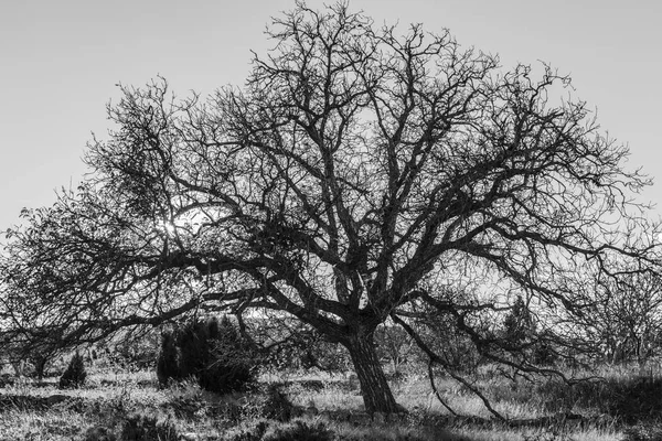 Schwarz Weiß Fotografie Eines Riesigen Baumes Einem Sonnigen Morgen Und — Stockfoto