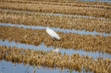 küçük ak balıkçıl (Egretta garzetta) çeltik Albufera, Valencia, İspanya'nın doğal park üzerinde