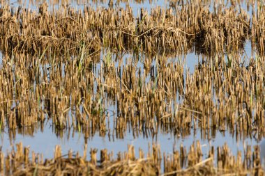 pirinç alan görüntü Albufera, Valencia, İspanya'nın doğal park. Doğal arka plan dokusu