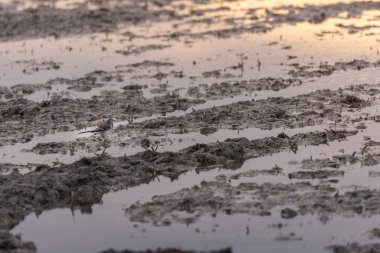 Beyaz Kuyruksallayan (Motacilla Alba) pirinç alan kısmen sular altında doğal park, Albufera içinde Valencia, İspanya