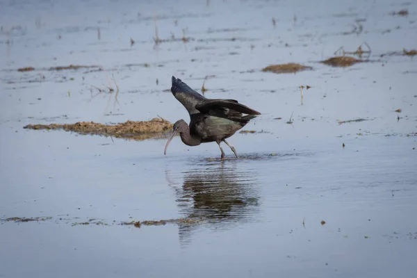 Glossy Ibis Plegadis Falcinellus Dans Parc Naturel Albufera Valence Espagne — Photo