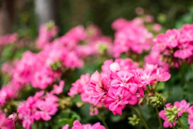 pembe çiçekler ön planda. Mükemmel renkli duvar kağıdı ve arka plan. Makro