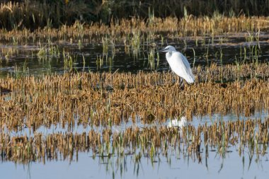 küçük ak balıkçıl (Egretta garzetta) çeltik Albufera, Valencia, İspanya, Avrupa'nın doğal park üzerinde
