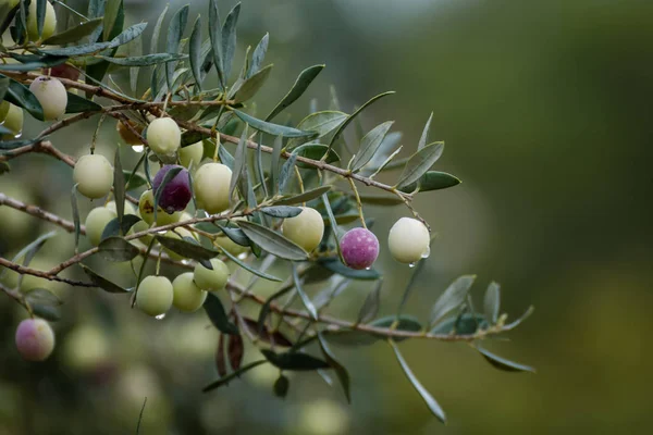 Rama Olivo Con Frutas Hojas Fondo Natural Alimentos Agrícolas — Foto de Stock