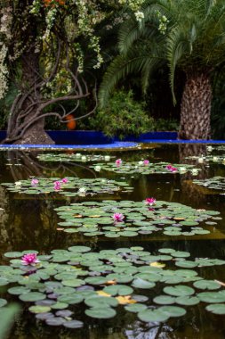 Genel bir park havuz suda yüzen pembe ve beyaz lotus çiçekleri