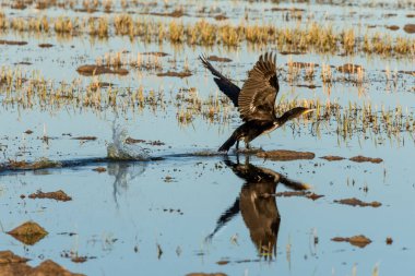 Büyük karabatak (Phalacrocorax carbo) bir pirinç alan Albufera, Valencia, İspanya'nın doğal park içinde gidiyor. Doğa ve mükemmel yansıma