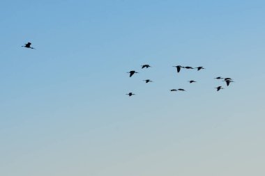 Üzerinde mavi ve berrak gökyüzü uçan kuşlar. Mükemmel bir doğal arka plan.