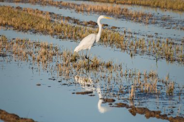Beyaz balıkçıl (Ardea alba) İspanya 'nın Valencia kentindeki Albufera doğal parkında su altında kalmış pirinç tarlasında gün batımında. Sihirli renkler ve mükemmel doğal arka plan. Sudaki mükemmel yansıma..