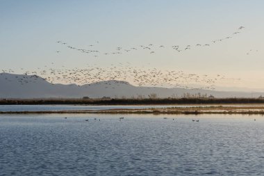 Albufera, Valencia, İspanya'nın doğal park gündoğumu, kuşlar sürüsü