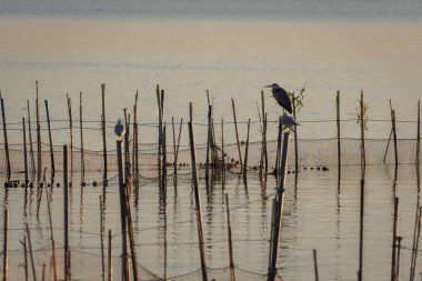 Gri balıkçıl günbatımında sakin suları Albufera, Valencia, İspanya'nın doğal park. Sihirli renkler ve mükemmel doğal bir arka plan.