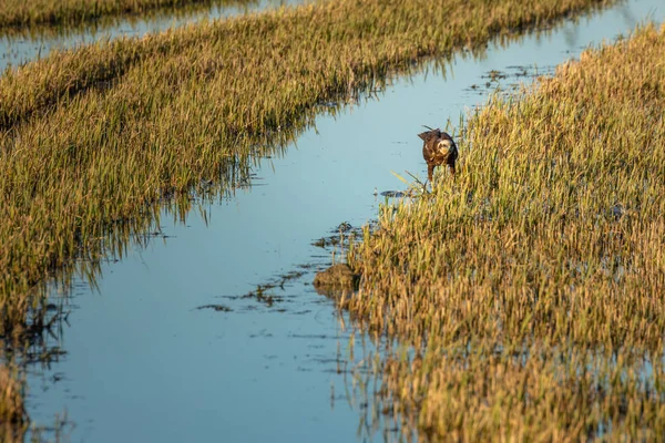 Marsh Harrier Circus Aeruginosus Hunting Rice Field Natural Park Albufera — Stock Photo, Image