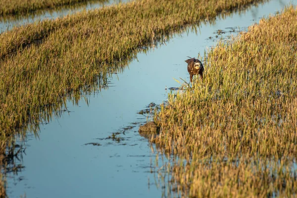 Brauner Adler Einem Grün Gelben Reisfeld Naturpark Von Albufera Valencia — Stockfoto