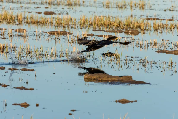 Большой Баклан Phalacrocorax Carbo Взлетающий Рисовом Поле Природном Парке Албуфера — стоковое фото