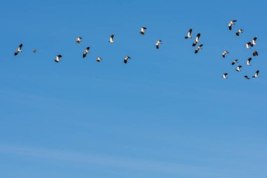 Açık mavi gökte uçan kuşlar sürüsü. Doğal arka plan