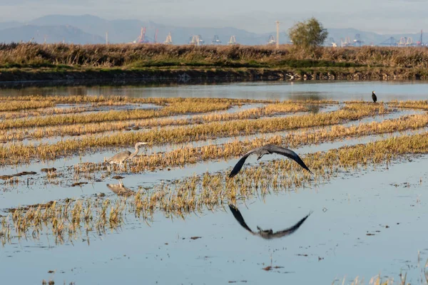 Reisfeld Überflutet Mit Einem Großen Kormoran Phalacrocorax Carbo Der Fliegt — Stockfoto
