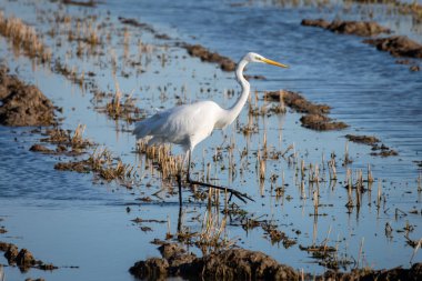 Beyaz balıkçıl (Ardea alba) gün batımında Albufera Doğal park, Valencia, İspanya sular altında pirinç alanında. Doğal arka plan.