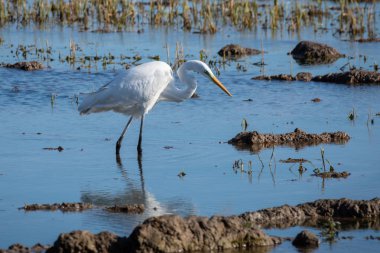 Beyaz heron avcılık lagün üzerinde. Yetişkin beyaz balıkçıl (büyük ak balıkçıl) Albufera, Valencia, İspanya'nın doğal park Ava. Doğal portre ve doğa arka plan