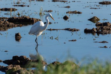 Beyaz heron avcılık lagün üzerinde. Yetişkin beyaz balıkçıl (büyük ak balıkçıl) Albufera, Valencia, İspanya, Avrupa'nın doğal park Ava. Doğal portre ve mükemmel doğa arka plan