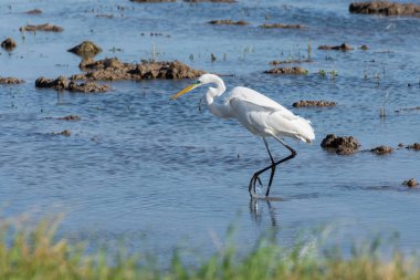 Beyaz heron avcılık lagün üzerinde. Yetişkin beyaz balıkçıl (büyük ak balıkçıl) doğal park Albufera, Valencia Ava. Doğal portre ve doğa arka plan