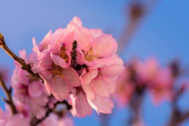 çiçekli badem ağaçlarının kapatın. Valencia, İspanya bahar arka plan, güzel badem çiçeği. Renkli ve doğal arka plan.